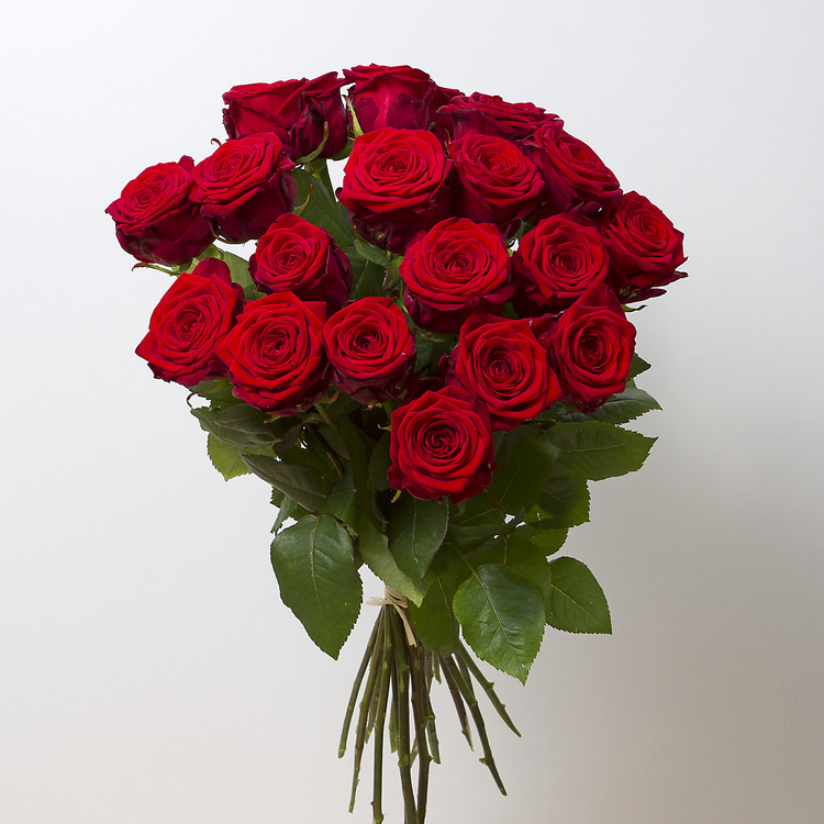 Rote Rosen 2466 Rote Rosen 2466